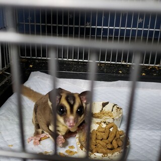 モモンガきょうだい② メロン(オス)