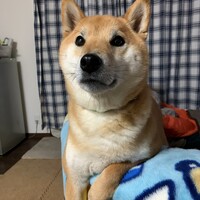 ちゃた丸