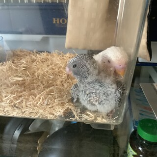 セキセイインコ　雛　◯里親さん決まりました。
