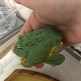 【応募締め切ります】クランウェルツノガエル