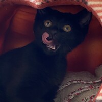 まお
