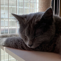 たお