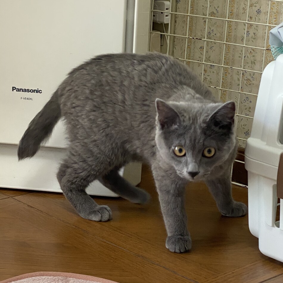たおのカバー写真