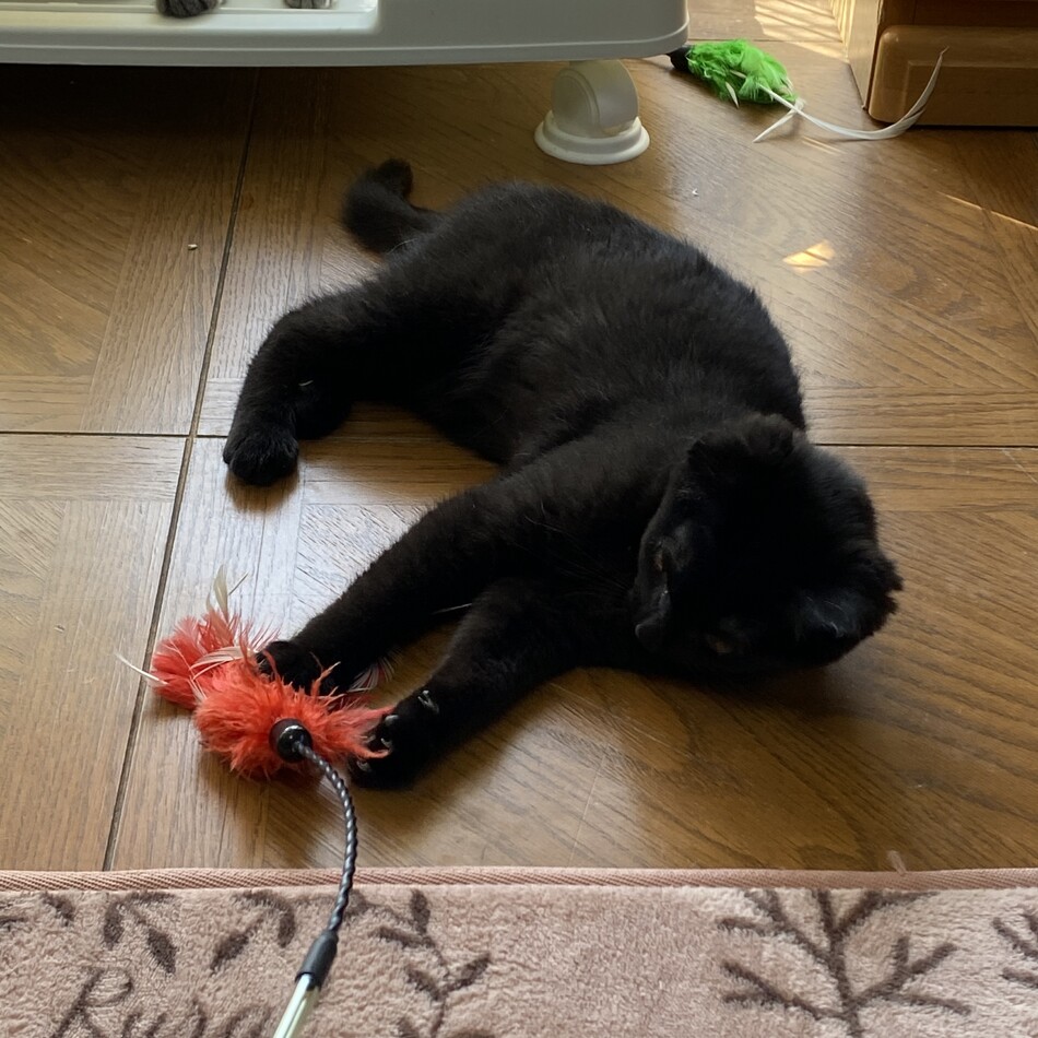まおのカバー写真