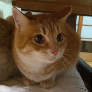 認知症の方から保護。茶トラのゴロニャンの女の子