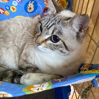 ブルーアイのシャム系ゴロニャンの女の子♫