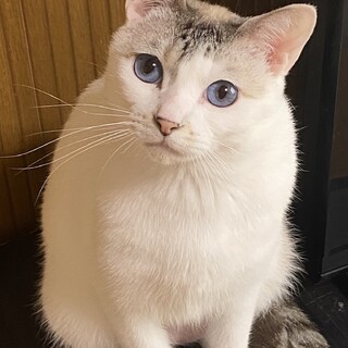 ブルーアイの可愛い女の子♫