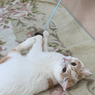 ずっとのお家を募集中