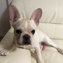 フレンチブルドッグ子犬の里親様 急募
