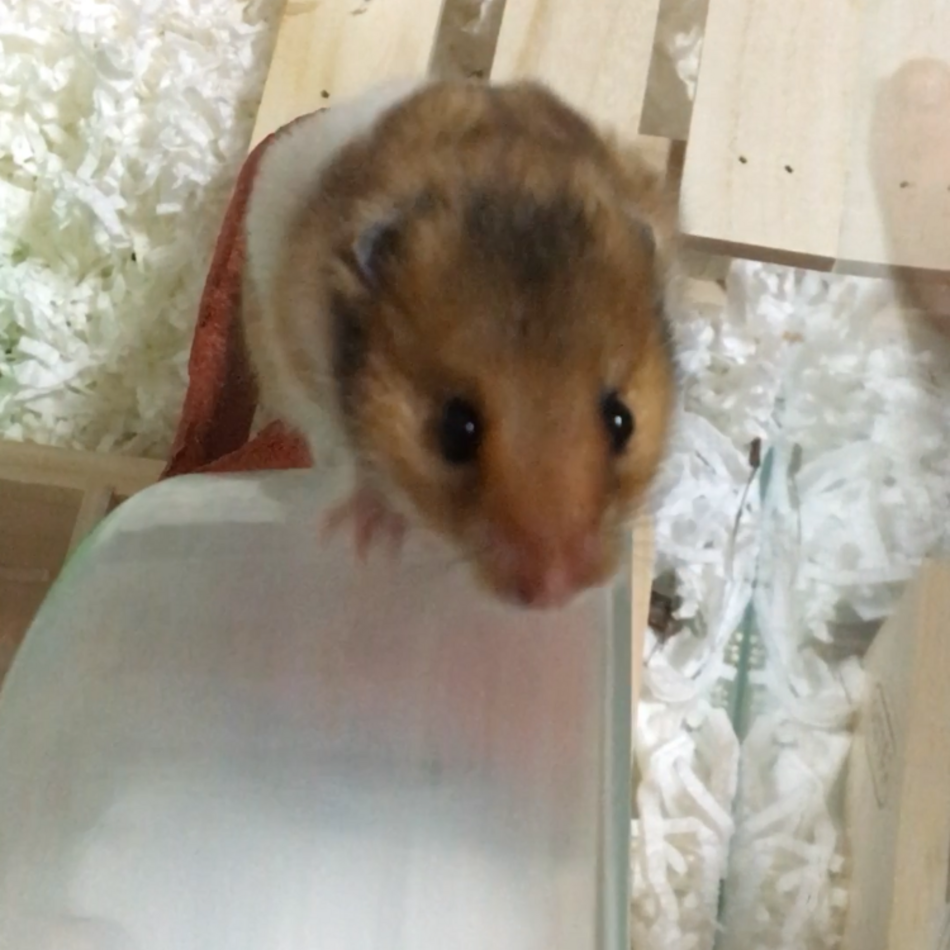 おこげのカバー写真