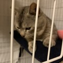 綺麗な色合い☆サンドベージュの人懐こくて甘えん坊♡