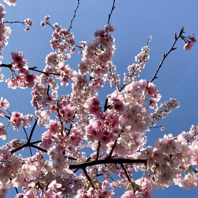 Puku-Haruのカバー写真