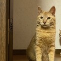 フワリとした毛並み♡琥珀くん