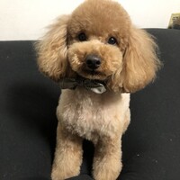 チョコ