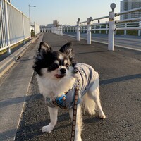 まめ太