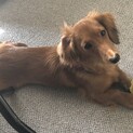 ミックス犬（ダックス×プードル）里親募集