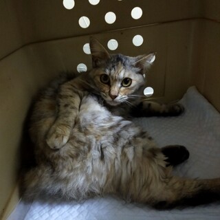 長毛Mixフラッペちゃん　　