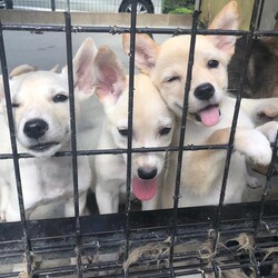 「犬のワークショップ」横浜本牧で開催！ サムネイル2