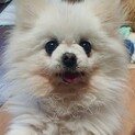 小さなコアラちゃんの様なポメラニアンのマメちゃん