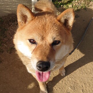 【保健所レスキュー】可愛い笑顔の おはぎ ちゃん