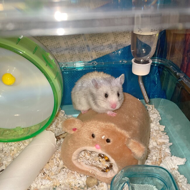いまいちゃんのカバー写真