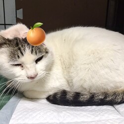 「無事に帰ってきた、らん丸くん。」サムネイル1