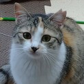 ニンゲン大好きパステル三毛のネネちゃん♀  
