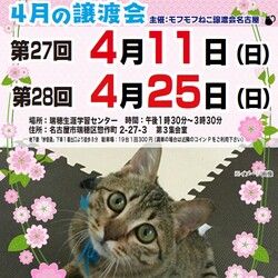 猫の譲渡会　in　名古屋市瑞穂生涯学習センター