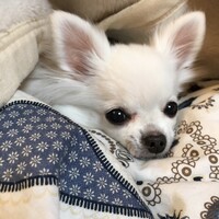 ラテ