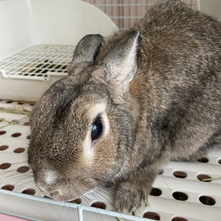 保護うさぎ エムくん
