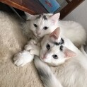 急遽引っ越しの為、姉妹2匹一緒に引き取って頂ける方