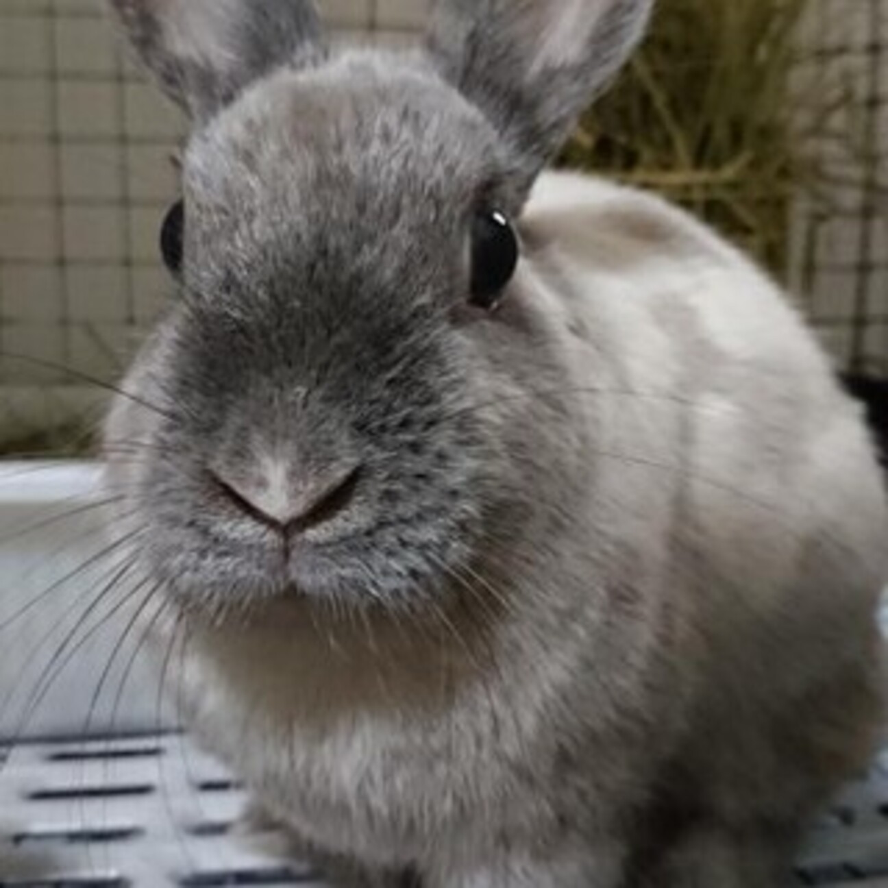 保護うさぎ かなえちゃん 大阪府 小動物の里親募集 ペットのおうち 月間利用者150万人