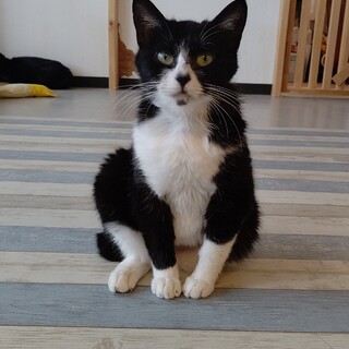 【保護猫】メープル推定1歳♀ハチワレ