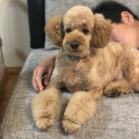 後藤ココ・アルバトロス