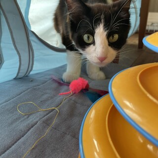 ［ハチワレ長毛］ツヤツヤ美しい毛並みのルカちゃん