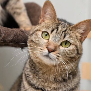 スイートでキュートなフリージアちゃん