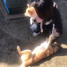 hibibi