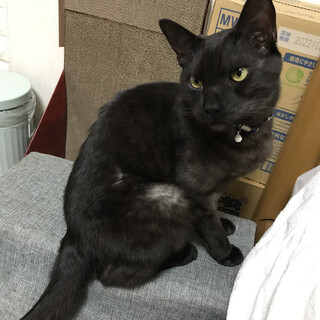 黒猫イケメンくん募集中です