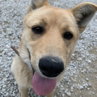 人懐っこい雑種ちゃん