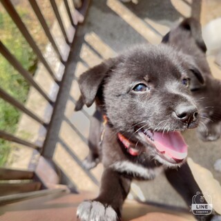 『春の笑顔シリーズ』ふきのちゃん♪