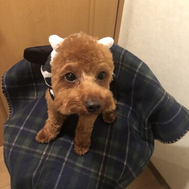 牛さん