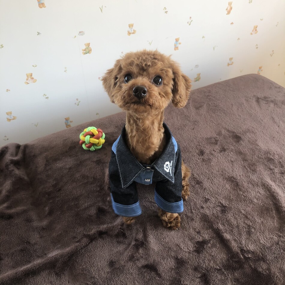 だいきちのカバー写真