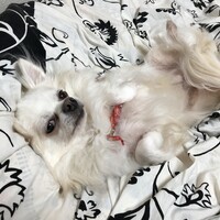 トト