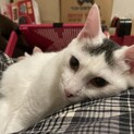 【個性的な柄の甘えんぼう白黒兄弟】