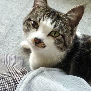 小柄なキジシロちゃん1歳