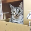 めいちゃん〜甘えたのサバトラ〜