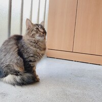 部長