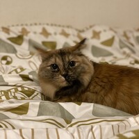 リザ