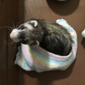 マーシャルフェレット