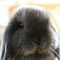 ウサギのチロル